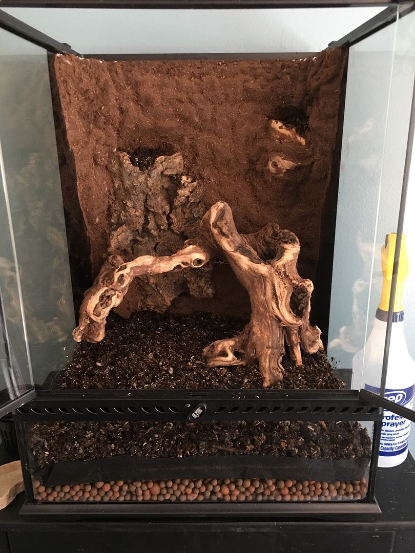 Exo Terra 18x18x24 first setup Dendroboard